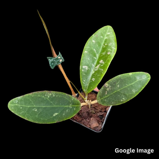 Hoya Rintzii Borneo (Large) PRE-ORDER - JULY502