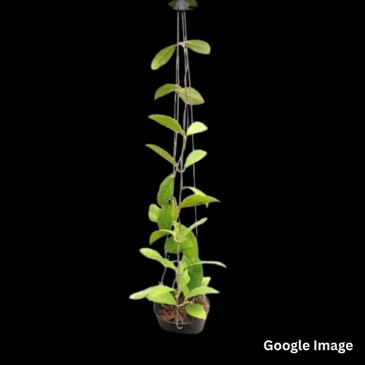 Hoya Rintzii Yellow Flower (Large) PRE-ORDER - JULY503