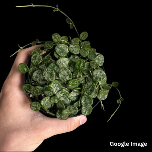 Hoya Serpens Silver (Small) PRE-ORDER-JULY517