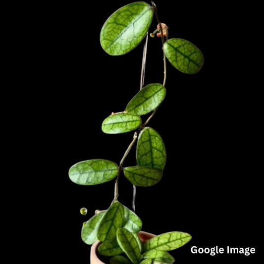 Hoya Sichuanensis (Large) PRE-ORDER-JULY519