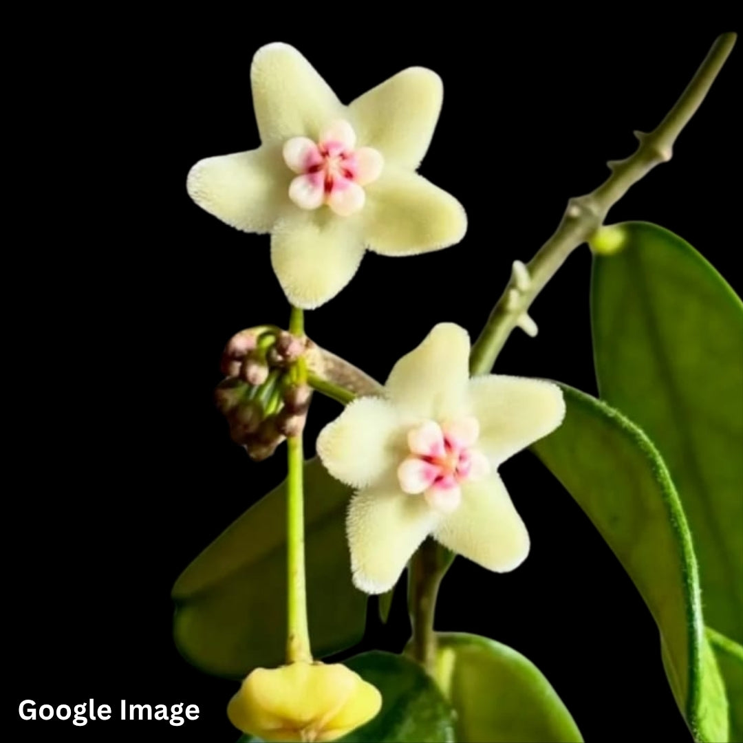 Hoya Sichuanensis (Large) PRE-ORDER-JULY519