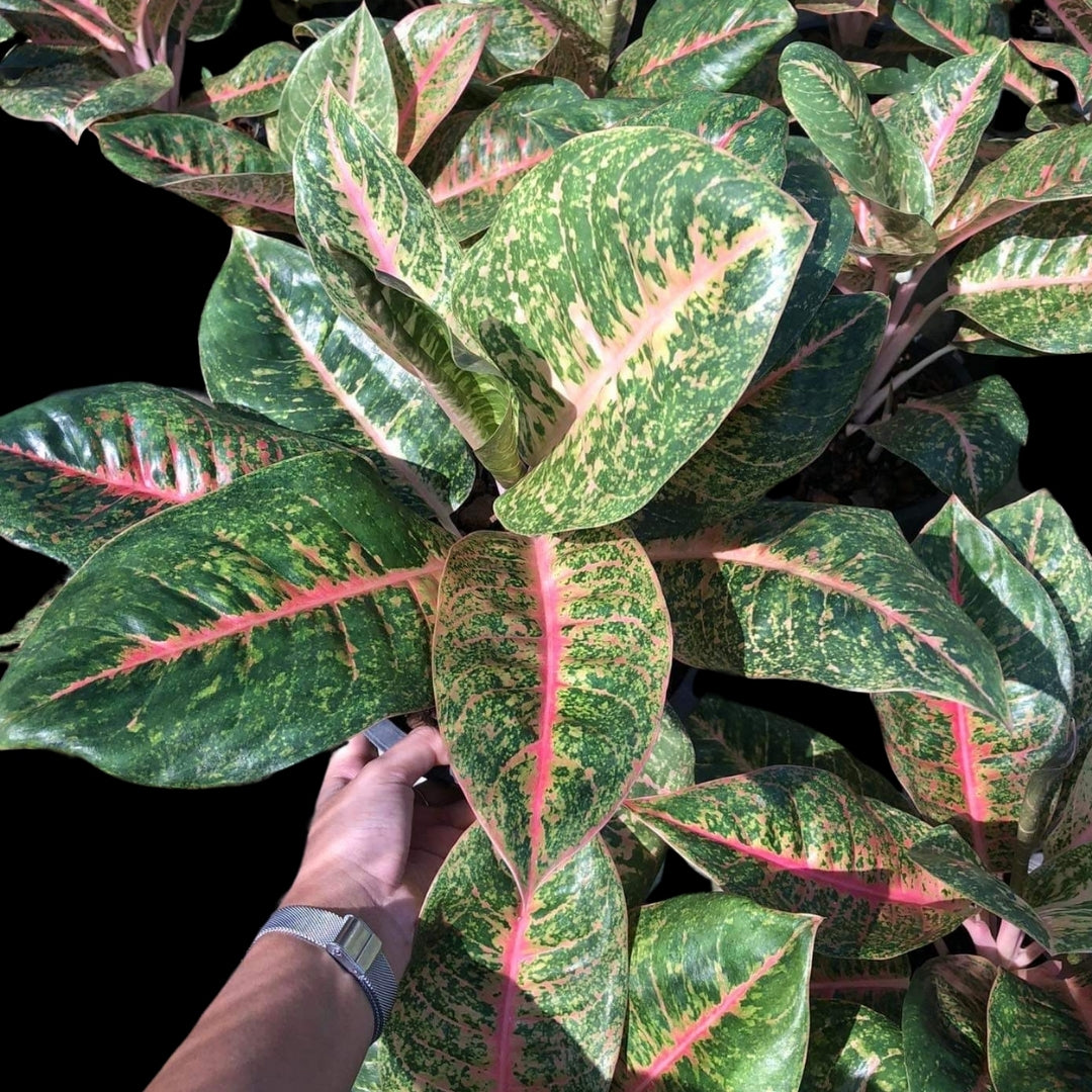 Aglaonema Harley Quinn (PRE-ORDER) - JAN052