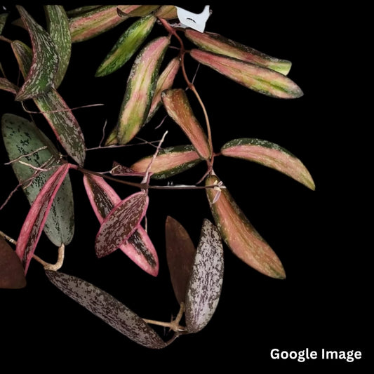 Hoya Sigillatis Albomarginata (Small) PRE-ORDER-JULY524