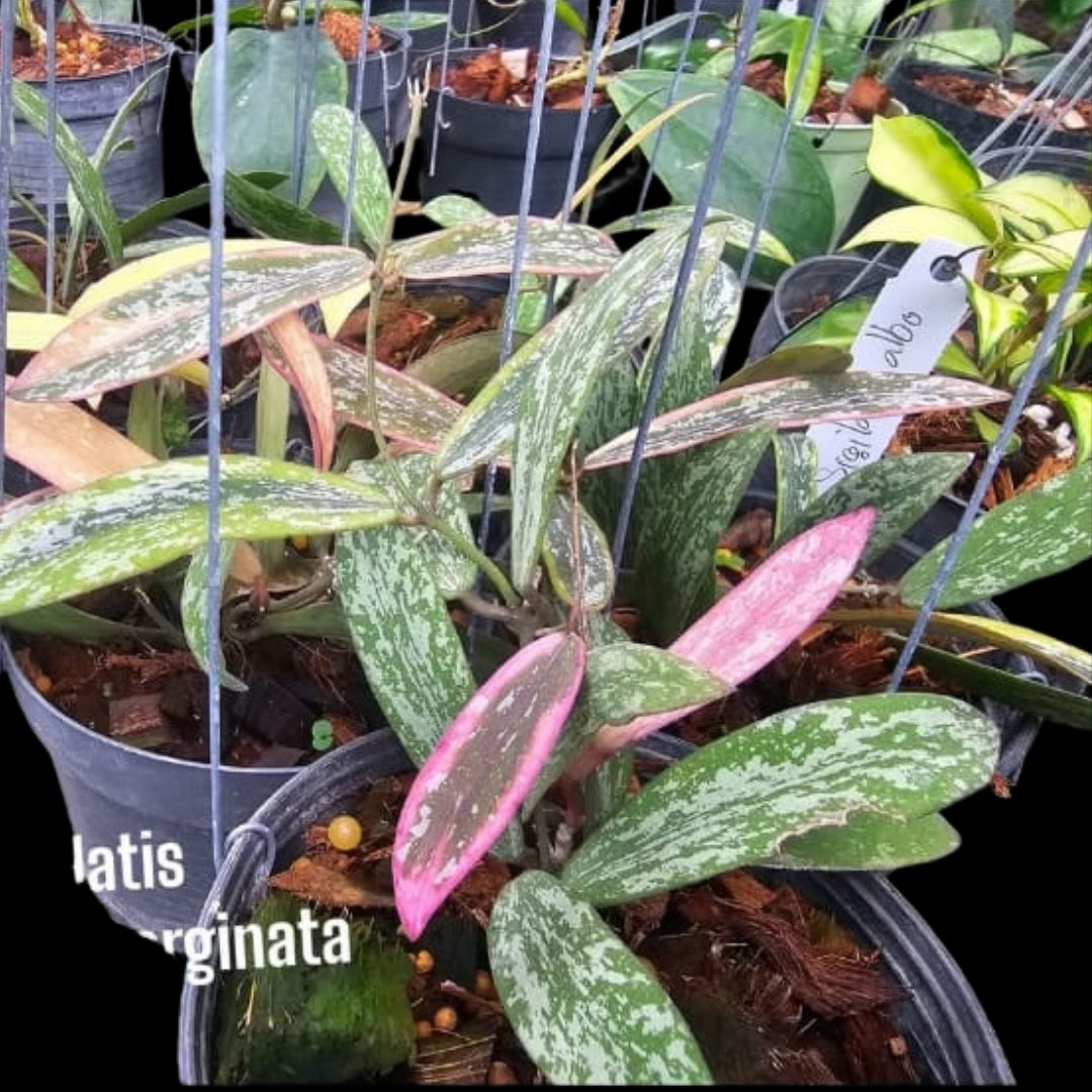 Hoya Sigillatis Albomarginata (Small) PRE-ORDER-JULY524