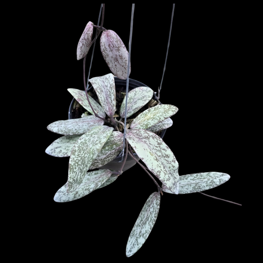 Hoya Sigillatis Silver Borneo (Long Leaves) (Medium) PRE-ORDER-JULY526