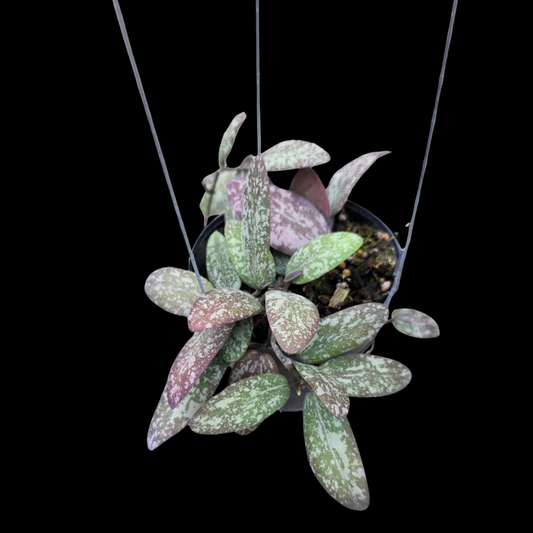Hoya Sigillatis Silver Borneo (Round Leaves) (Medium) PRE-ORDER-JULY527