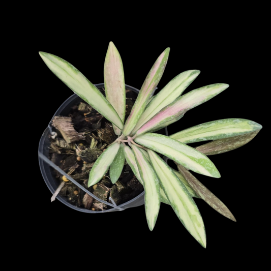 Hoya Sigillatis Variegated Splash (Medium) PRE-ORDER-JULY528