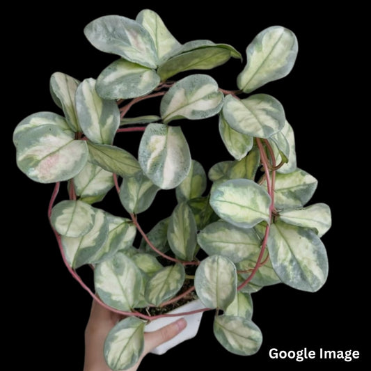Hoya Argentea Princess (Medium) PRE-ORDER-JULY052
