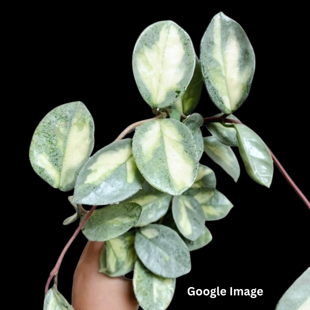 Hoya Argentea Princess (Medium) PRE-ORDER-JULY052