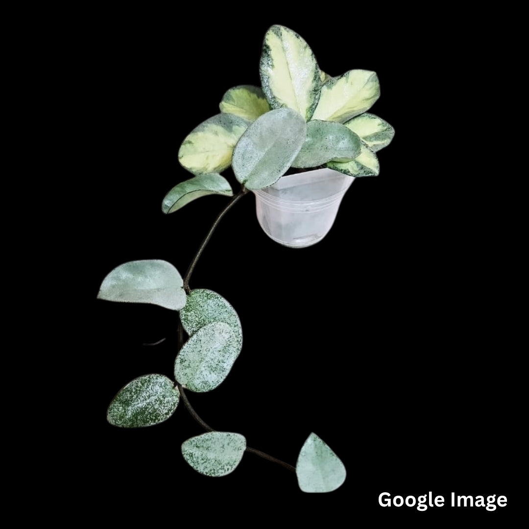 Hoya Argentea Princess (Medium) PRE-ORDER-JULY052