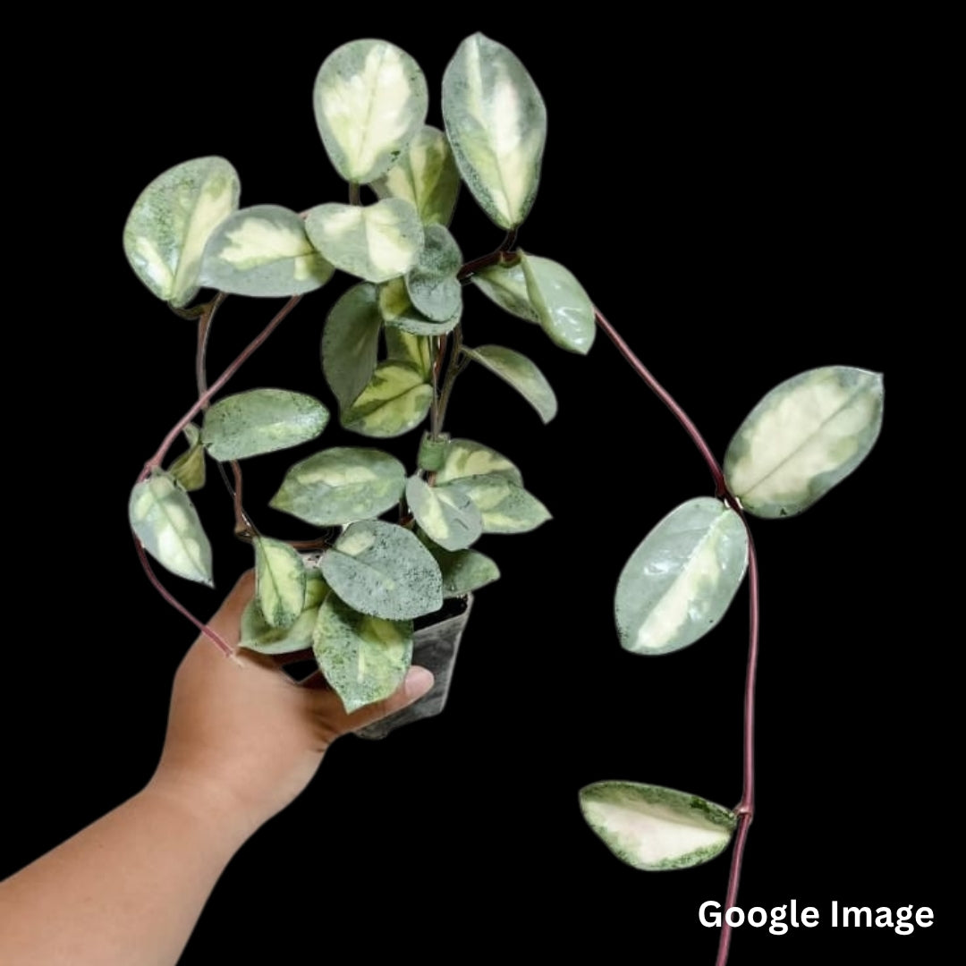 Hoya Argentea Princess (Medium) PRE-ORDER-JULY052