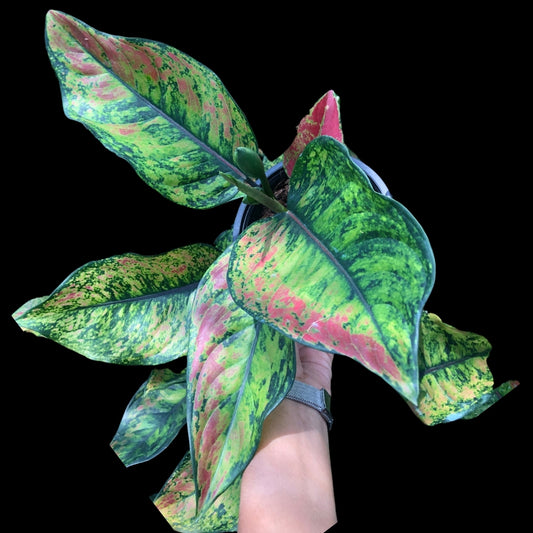 Aglaonema Heng Heng Heng (green) (PRE-ORDER) - JAN053