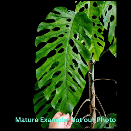 Monstera Dubia (12cm Pot)- Pre Order JU58