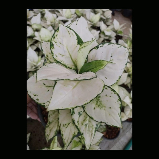 Aglaonema Super White (PRE-ORDER) -JUL27