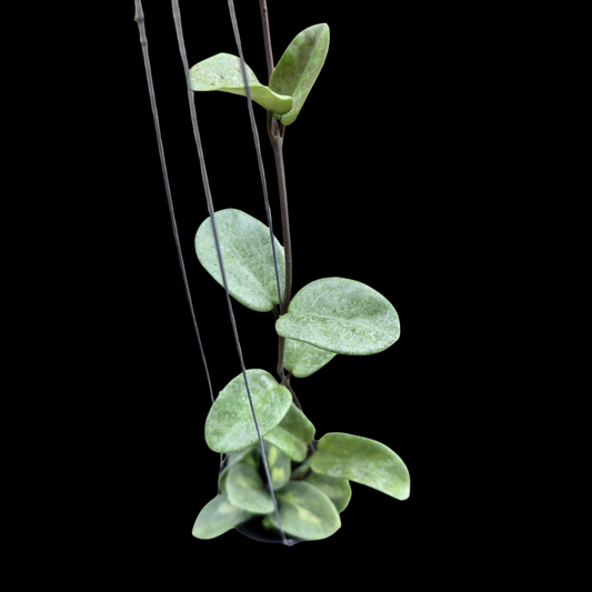 Hoya Argentea Princess Silver (Medium) PRE-ORDER-JULY053