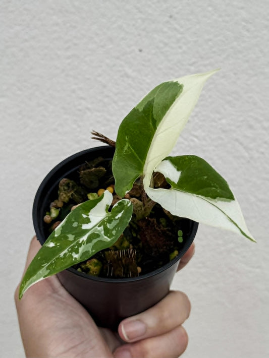 Alocasia Lauterbachiana Albo - Pre Order
