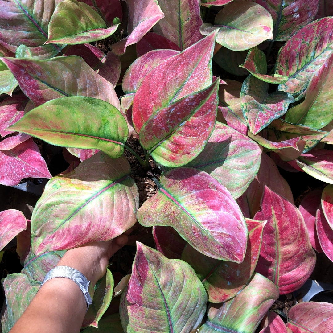 Aglaonema Heng Heng Heng (Red) (PRE-ORDER) - JAN054