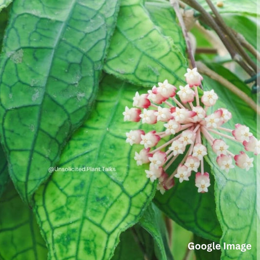 Hoya Sp.DML 5655 IML 1398 (Large) PRE-ORDER-JULY548