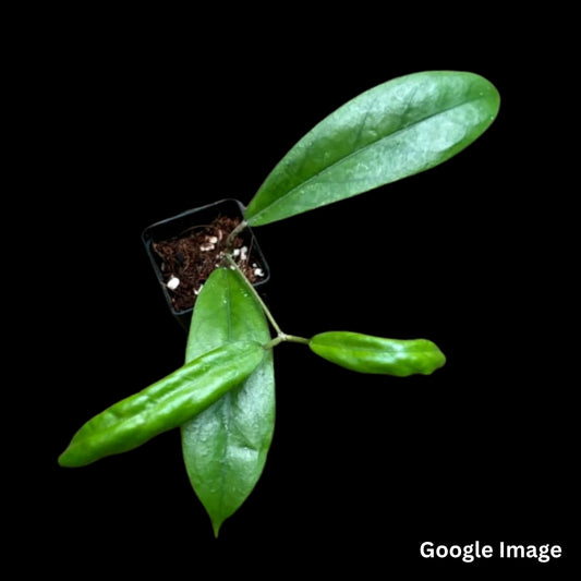 Hoya Sp.Estrella Waterfalls (Large) PRE-ORDER-JULY549