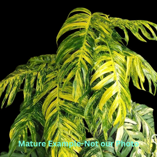 Epipremnum Pinnatum Yellow Flame- Pre Order JU59