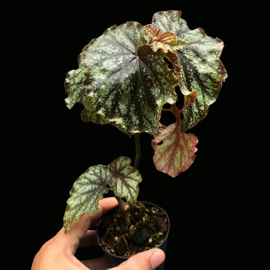 Begonia Galaxy (PRE-ORDER)-JUL055