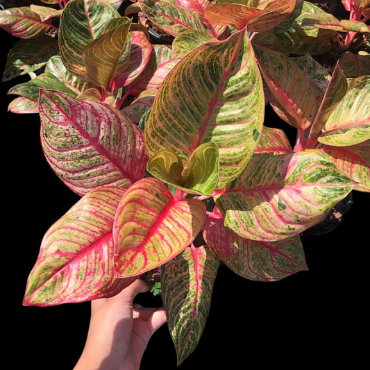 Aglaonema Huges (PRE-ORDER) - JAN055