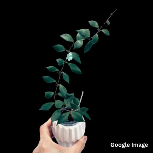 Hoya Sp.Baku (Large) PRE-ORDER-JULY550