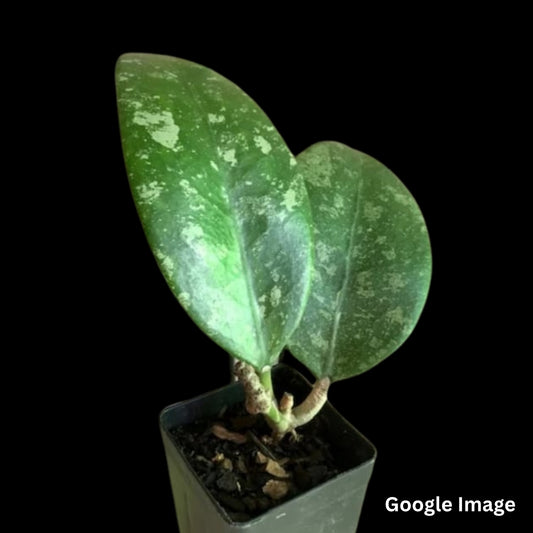 Hoya Sp.Ko Chang Island Iml 1508(Large) PRE-ORDER-JULY551