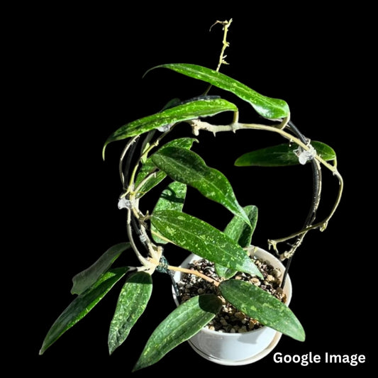 Hoya Sp.Loei province (Large) PRE-ORDER-JULY552