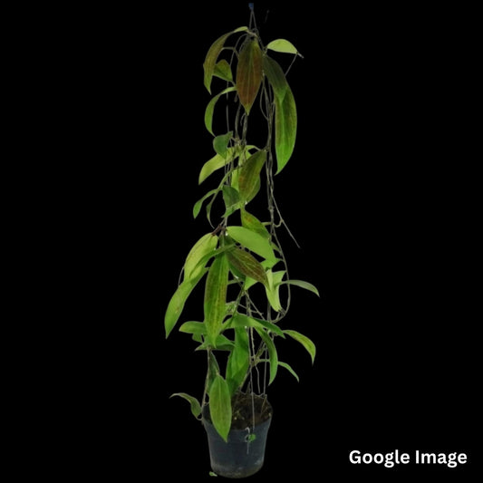 Hoya Sp.Philippines (PW 1307-03) (Large) PRE-ORDER-JULY553
