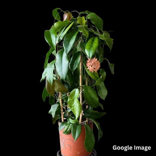 Hoya Subcalva (Large) PRE-ORDER-JULY554