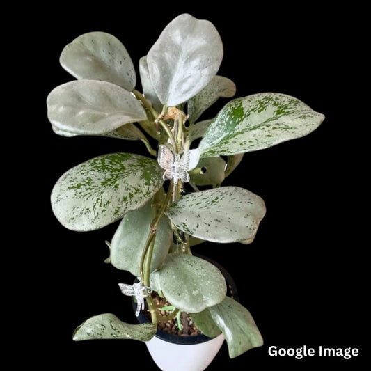Hoya Sp. Chiang Dao Silver (Small) PRE-ORDER-JULY556