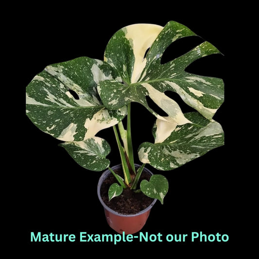 Monstera Deliciosa Thai Constellation Var (9cm Pot)- Pre Order JU60