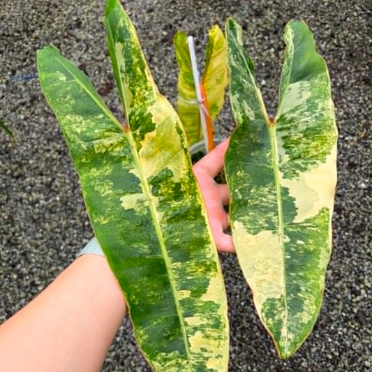 Philodendron Billietiae B  - Pre Order