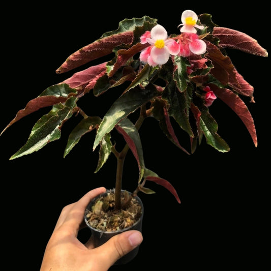 Begonia Ginny (PRE-ORDER)-JUL056