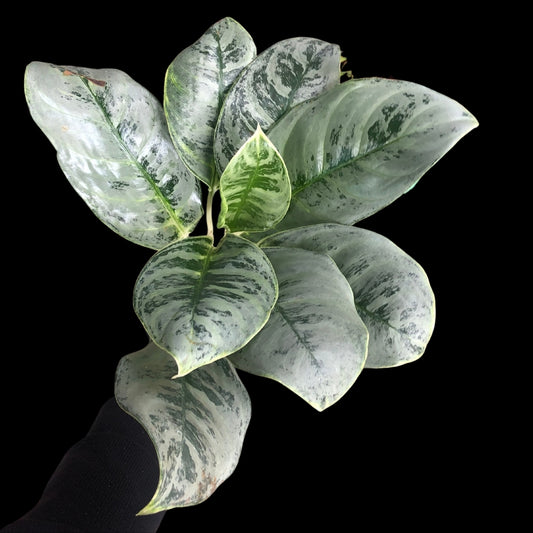 Aglaonema Ikkyu-san (PRE-ORDER) - JAN056