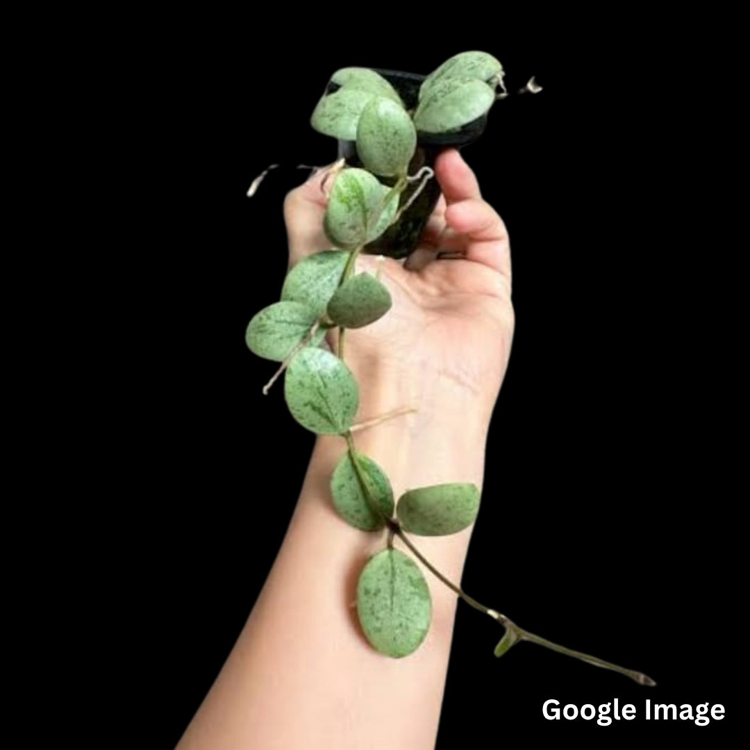 Hoya Sp.Est-10 Silver (Medium) PRE-ORDER-JULY561