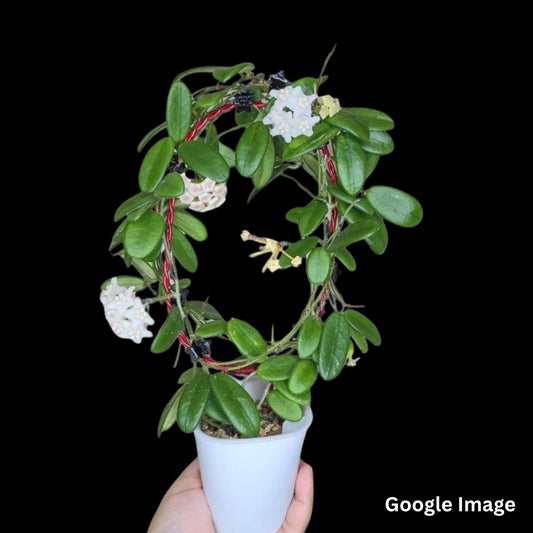 Hoya Spectissima (Medium) PRE-ORDER-JULY563