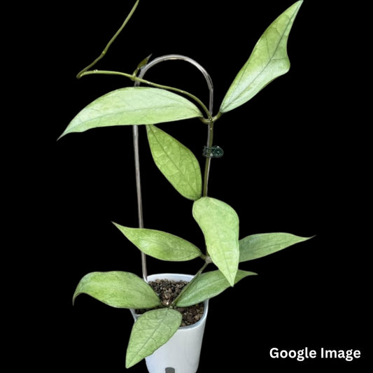 Hoya Sp. Germany Silver (Small) PRE-ORDER-JULY566