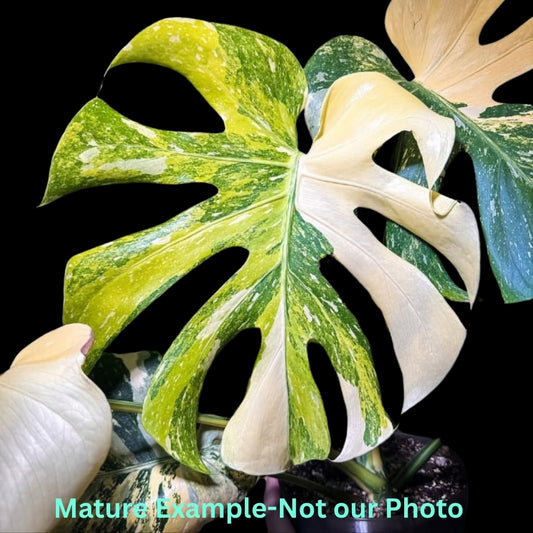 Monstera Thai Constellation Miracle Tricolor- Pre Order JU61
