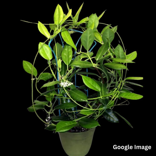 Hoya Australis SSP.Oramicola (Large) PRE-ORDER-JULY56
