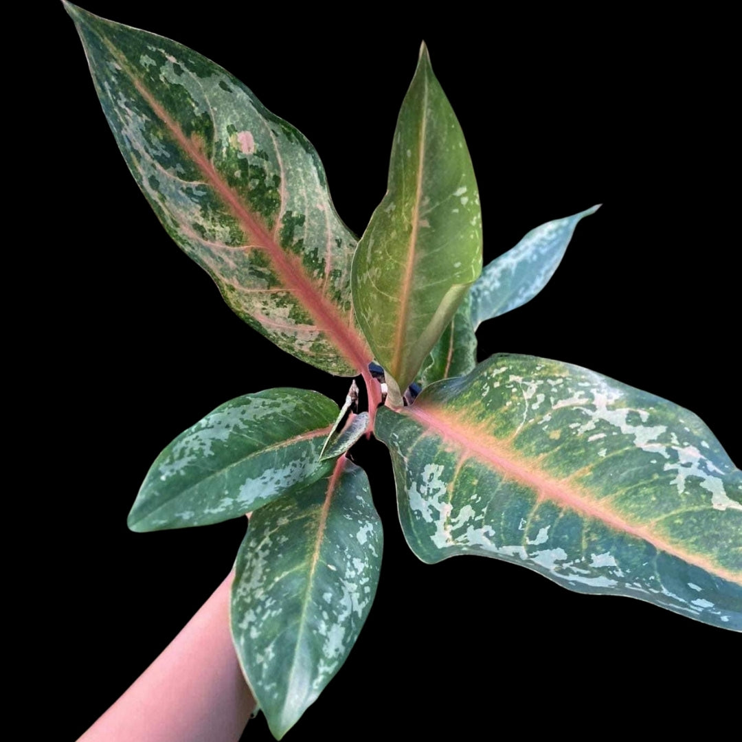 Aglaonema Indiana Queen  (PRE-ORDER) - JAN057