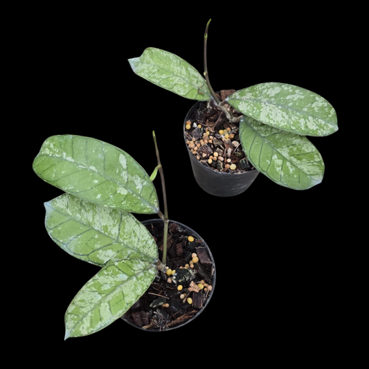 Hoya Sp.Gunung Gading Splash (Small) PRE-ORDER-JULY571