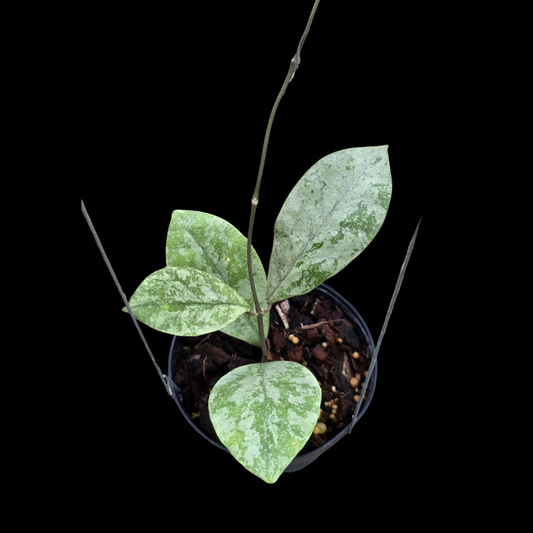 Hoya Sp. Kapuas Hulu Splash (Small) PRE-ORDER-JULY577