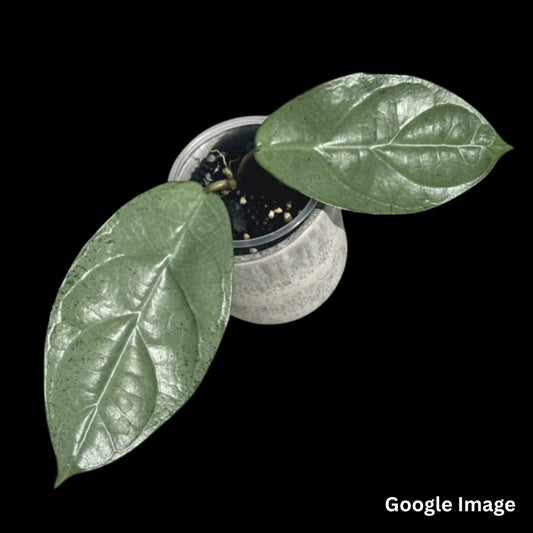 Hoya Sp. Lai Chau Silver (Small) PRE-ORDER-JULY578