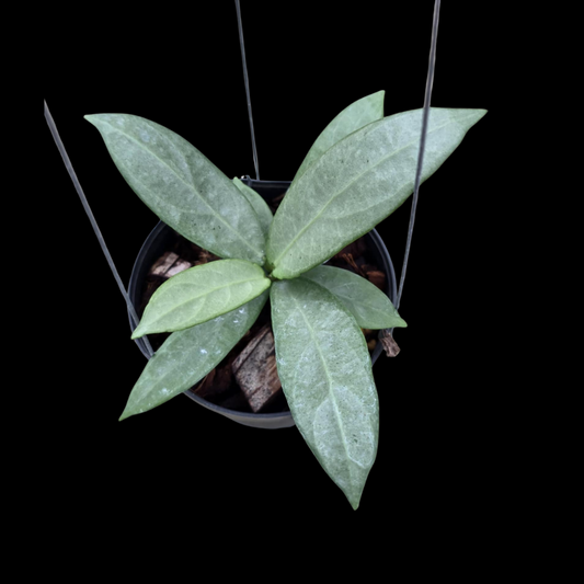 Hoya Sp. Lai Chau Silver Small Leaves(Small) PRE-ORDER-JULY579