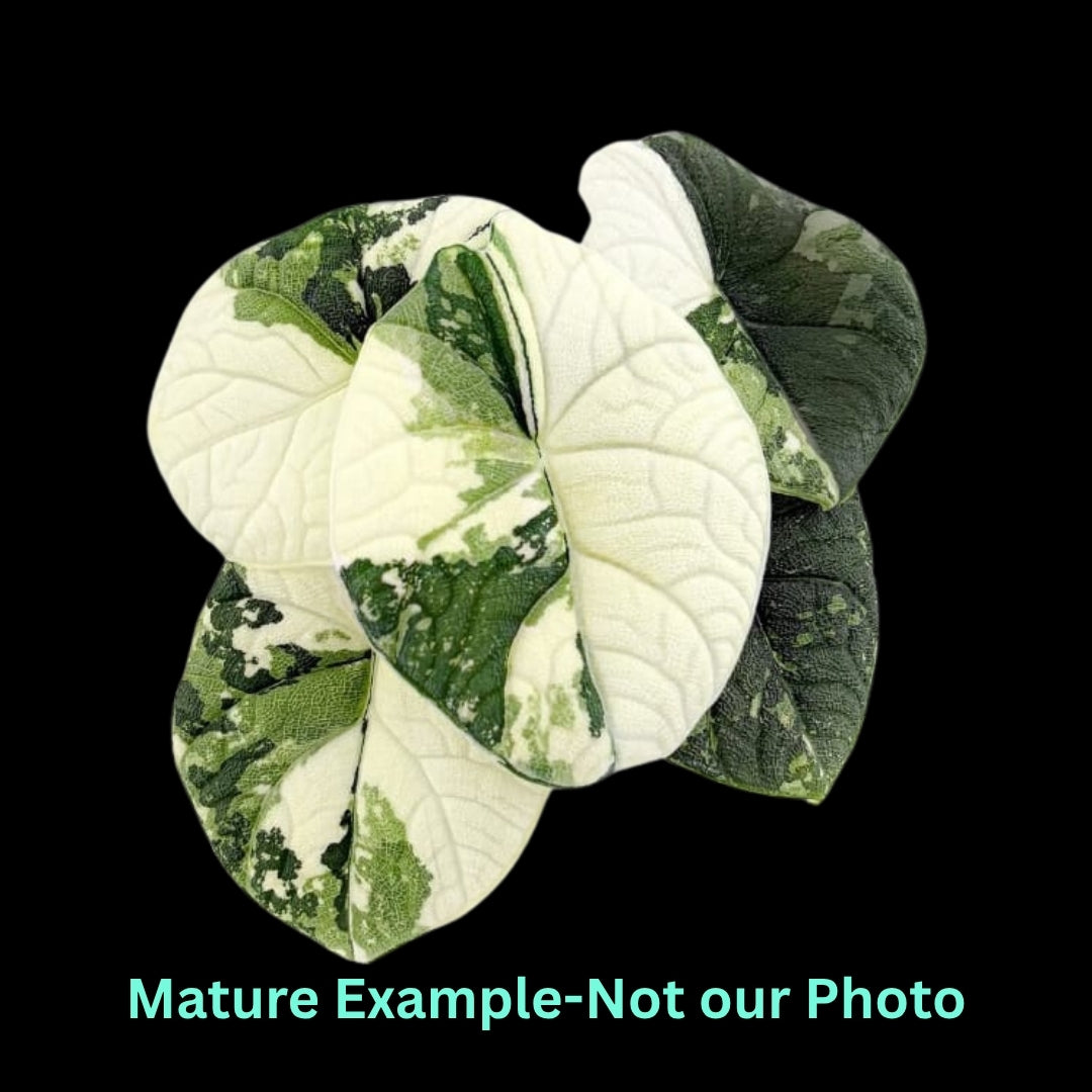 Alocasia Melo Albo (9cm Pot) - Pre Order JU62