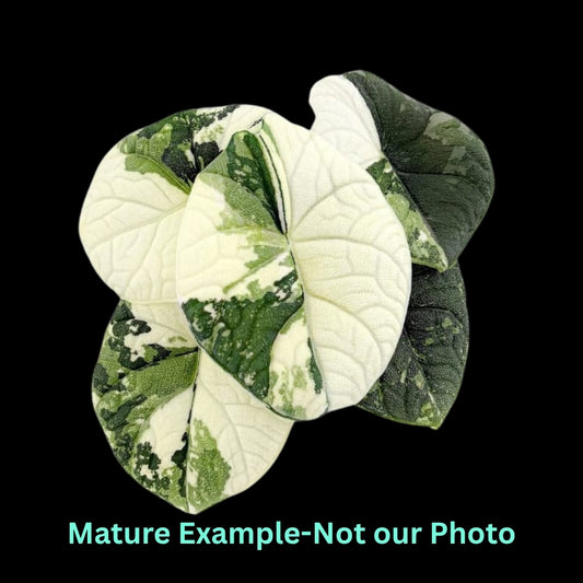 Alocasia Melo Albo (9cm Pot) - Pre Order JU62