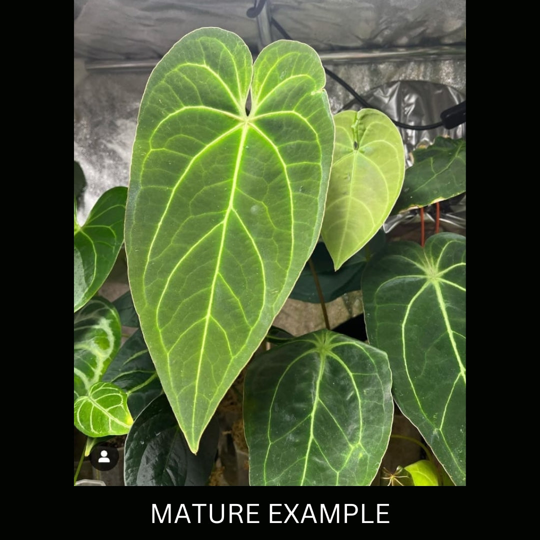 Anthurium Ace of Spades (AOS) X Papillilaminum Tissue Culture (PRE-ORDER) -TC57