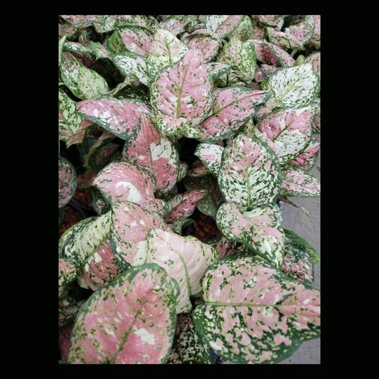 Aglaonema TriColor (PRE-ORDER) -JUL25